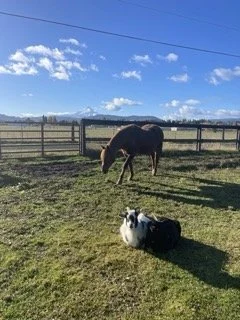 A horse grazing in a fenced field with a dog lying on the grass nearby, under a blue sky with scattered clouds.