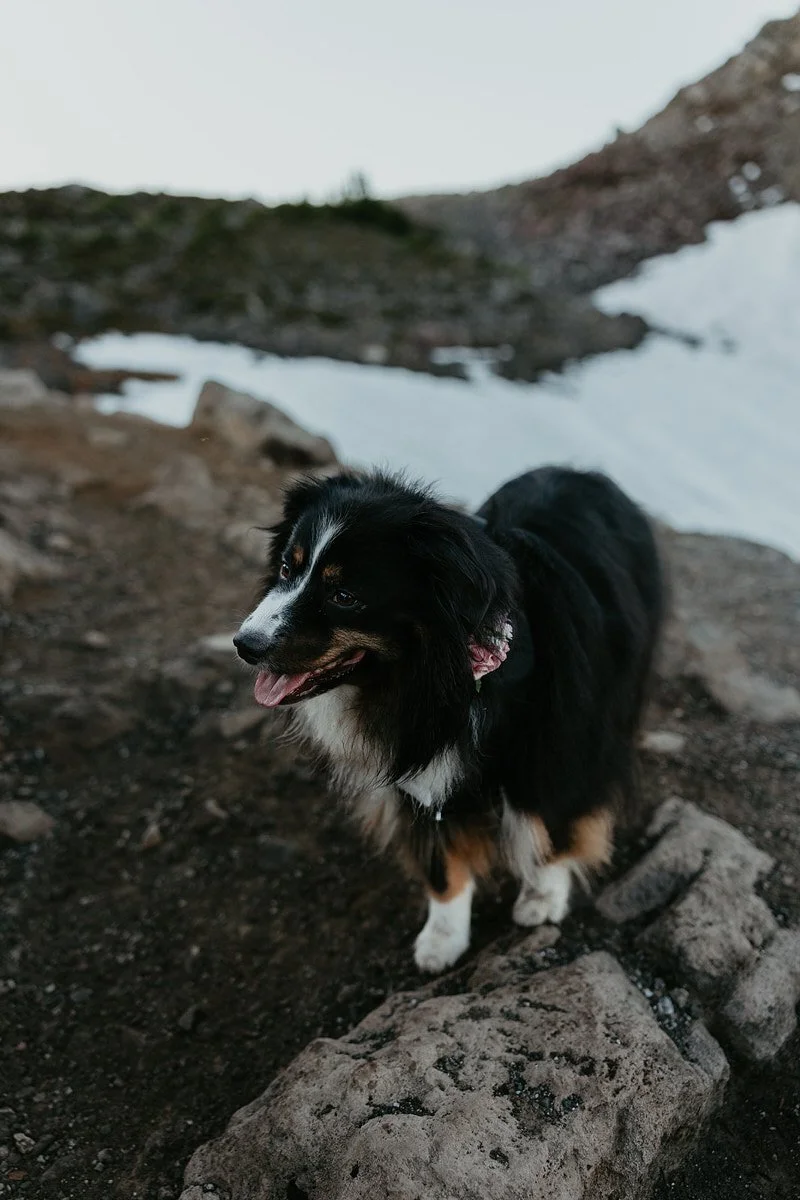 Close-up of dog wearing a floral bandana standing on a rocky trail during a mountain elopement at sunrise.jpg