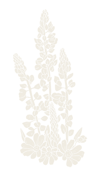 white lupine illustration