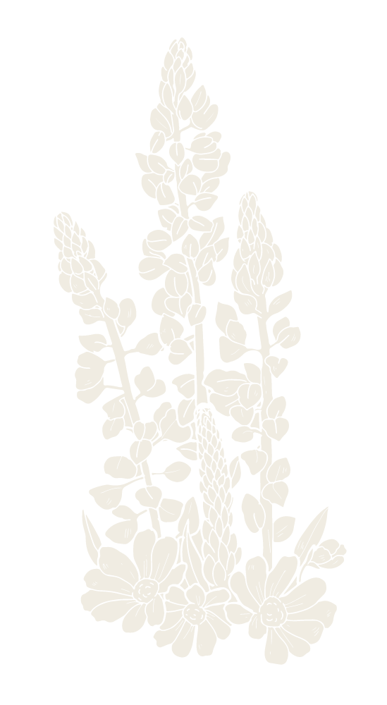 Black and white illustration of a plant with multiple tall flower stalks and round flowers at the base.
