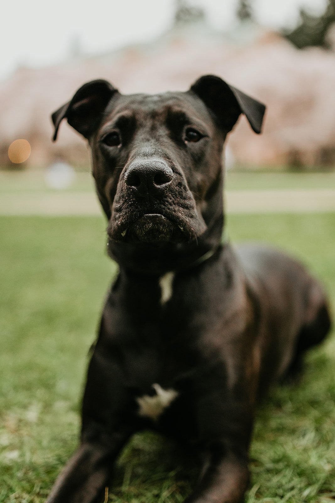 A close-up of a black dog lying on grass in an outdoor park, with a focused expression.