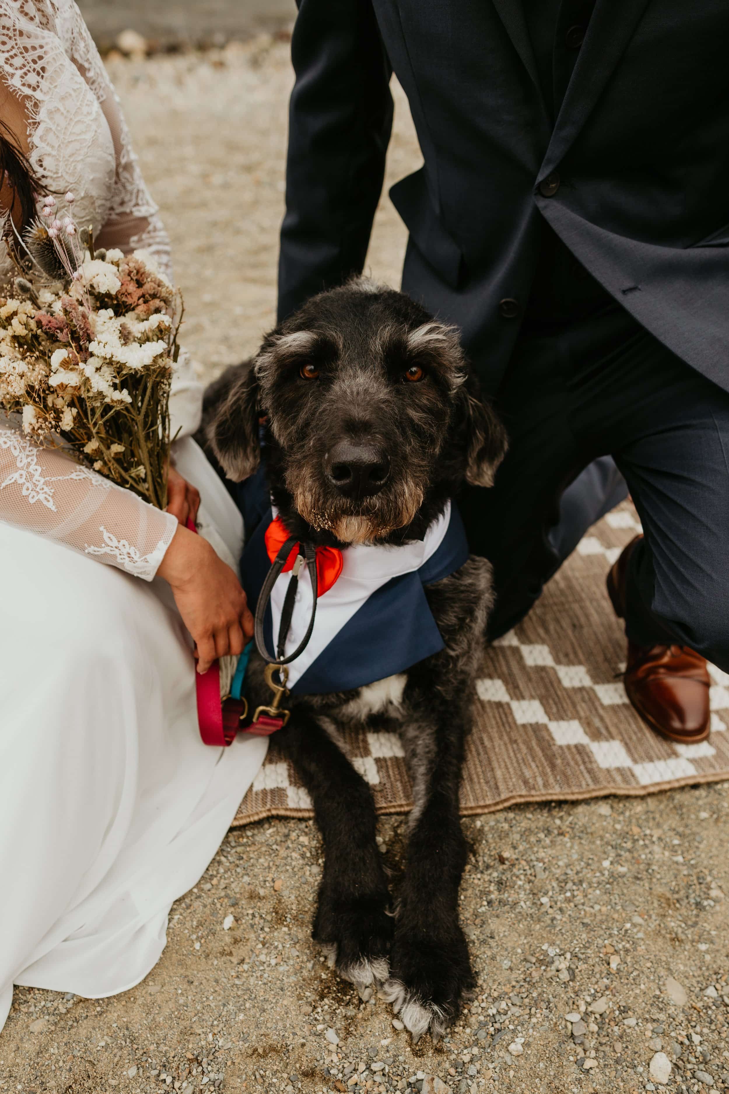 Dark gray dog wearing a navy bandana sitting beside a couple in wedding attire during their Washington elopement, bride holding a dried floral bouquet