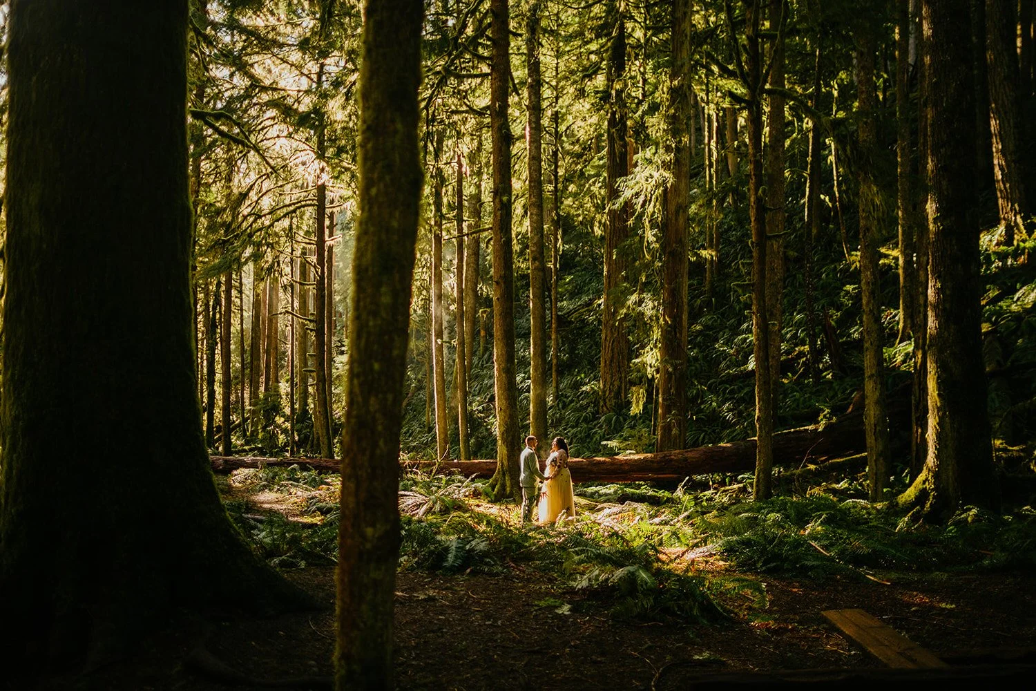 Couple holding hands during a quiet elopement ceremony in a mossy forest, surrounded by tall trees and soft golden light filtering through the canopy.
