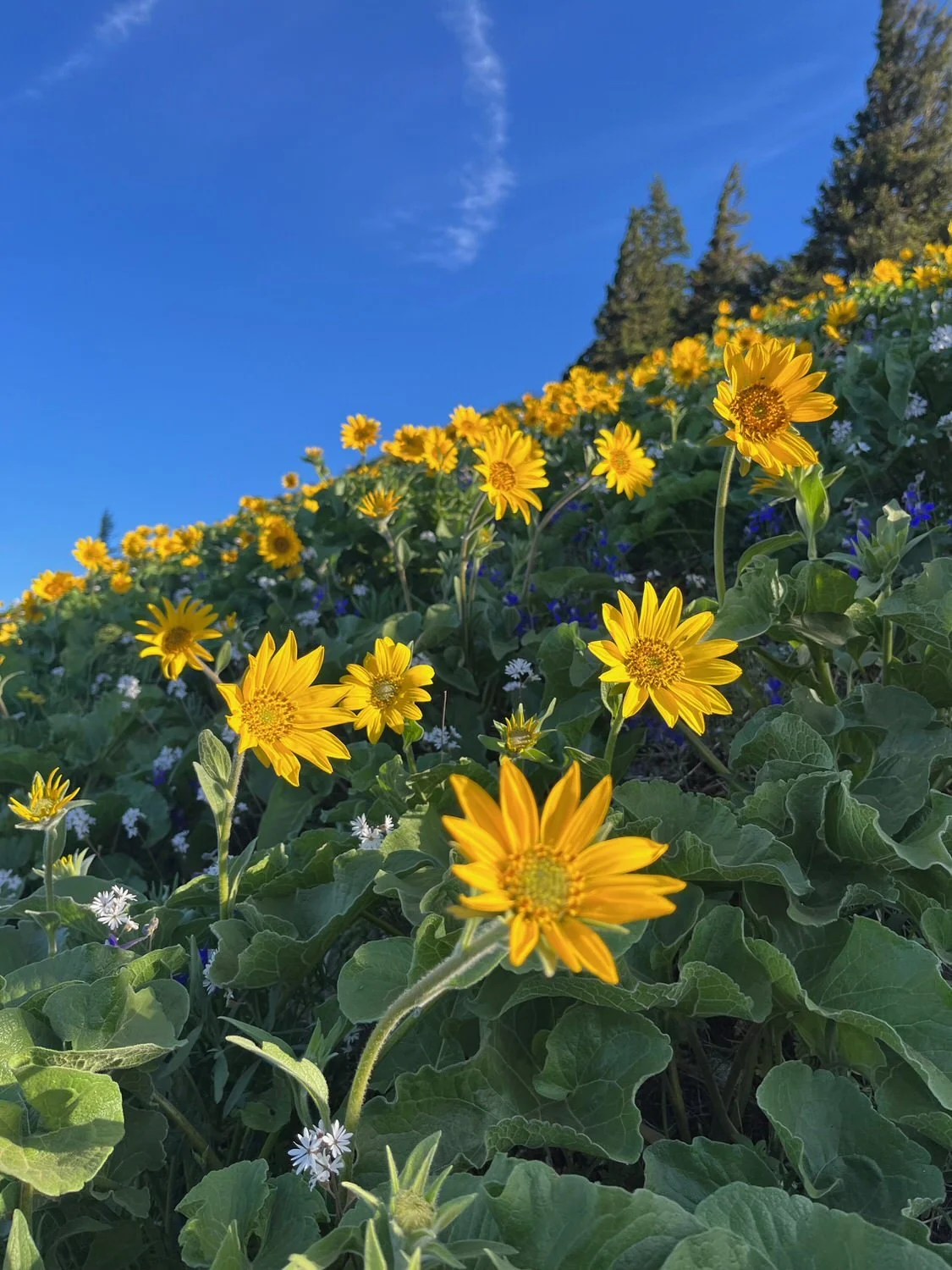 Close-up of bright yellow daisy-like wildflowers (balsamroot) with white and blue flowers interspersed; green foliage visible throughout; blue sky and evergreen tree line in soft focus background