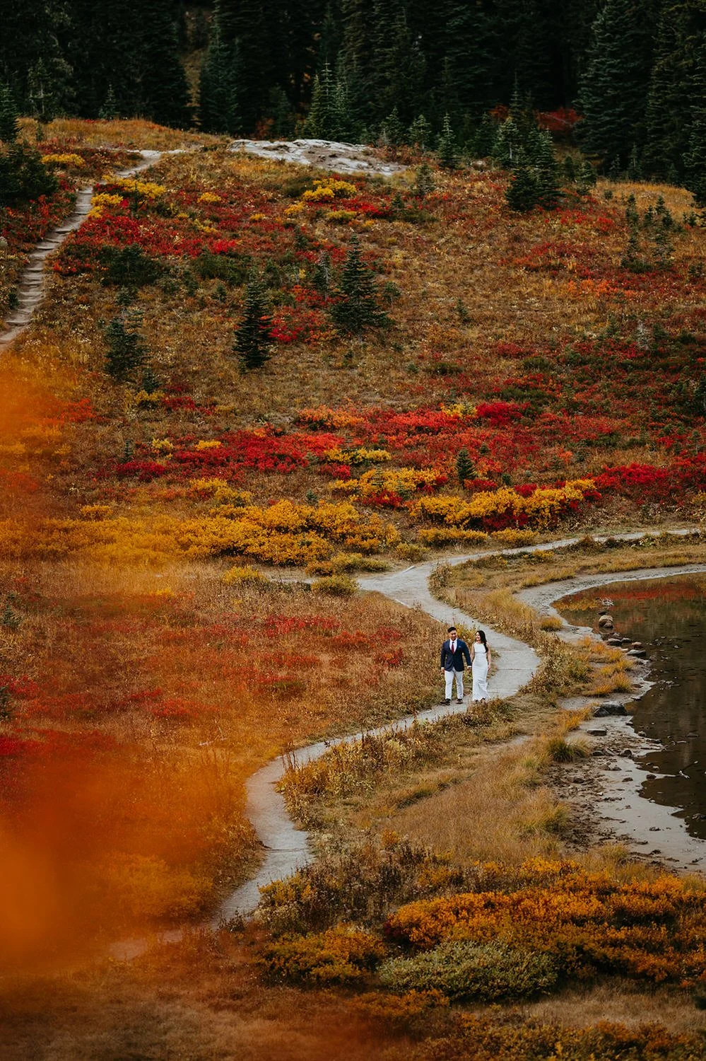 Forest trail in Washington during autumn with golden leaves, earthy tones, and warm afternoon light