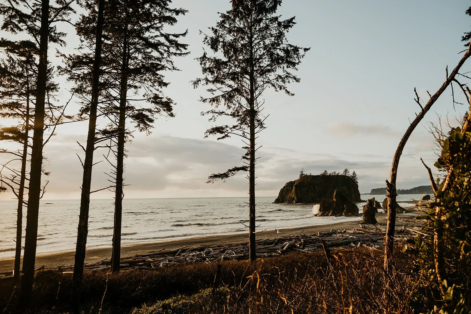 View of a rugged coastline from a bluff, with tall trees in the foreground, driftwood-covered beach below, and a rocky sea stack offshore.
