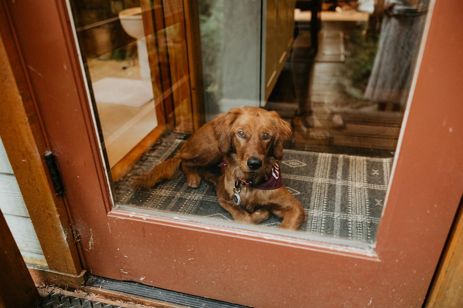 A golden dog peering through the glass door of a cabin rental, representing the dog-friendly elopement experience in Washington