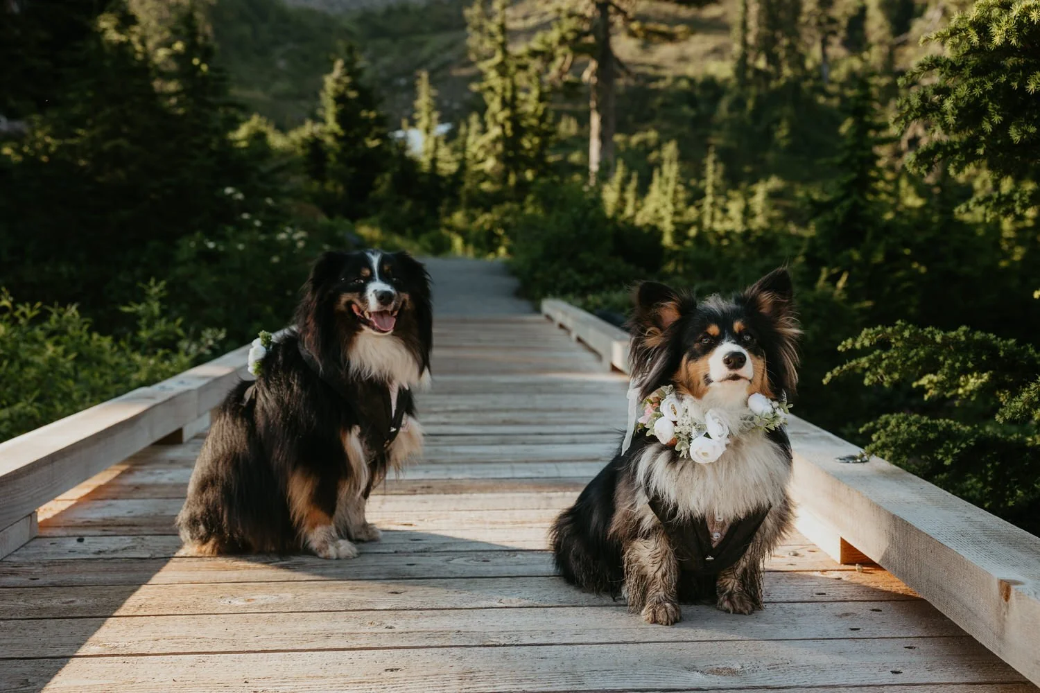 Two Australian Shepherds wearing floral collars sitting side by side on a wooden forest bridge