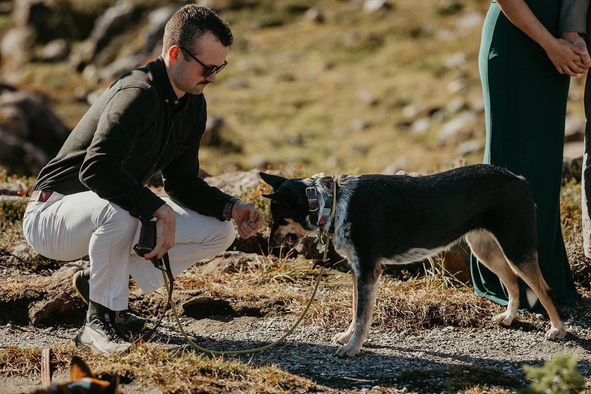 Dog handler crouches to greet a dog during an elopement ceremony