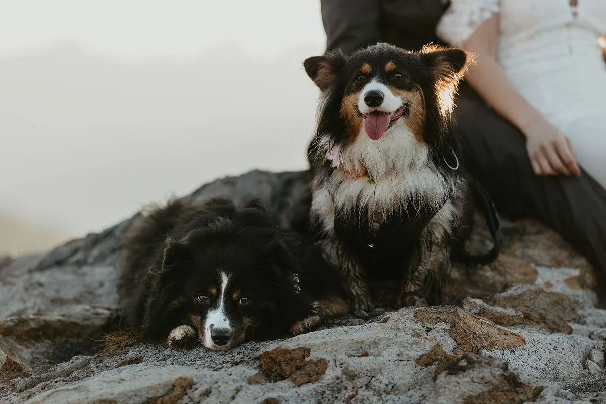 Two black and white dogs resting on rocky terrain during golden hour with a couple nearby