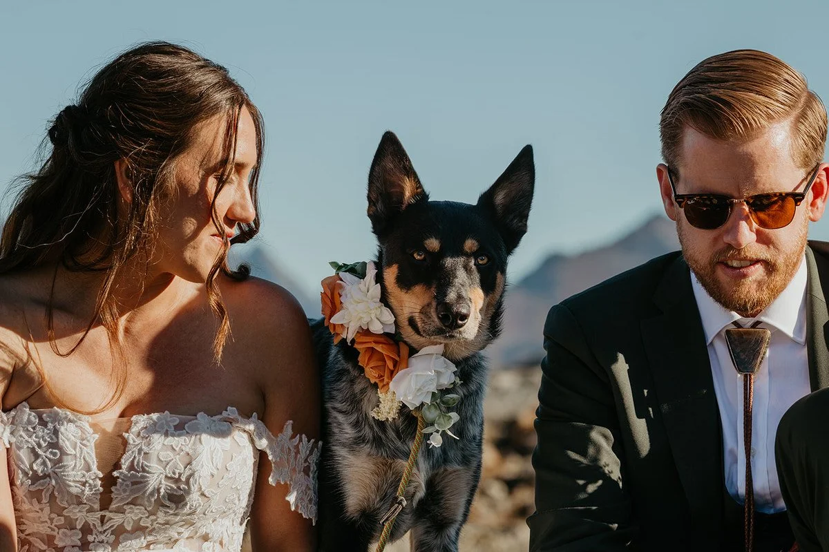 Close-up of couple seated outdoors with their dog wearing a floral collar during a mountain elopement