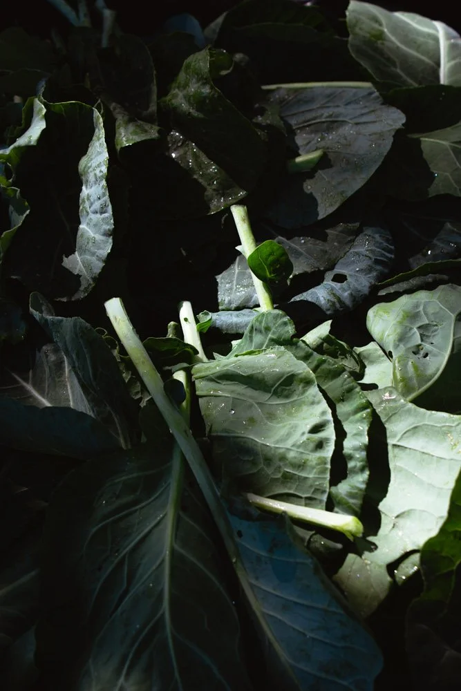 foodsecurityvideo_6.jpg