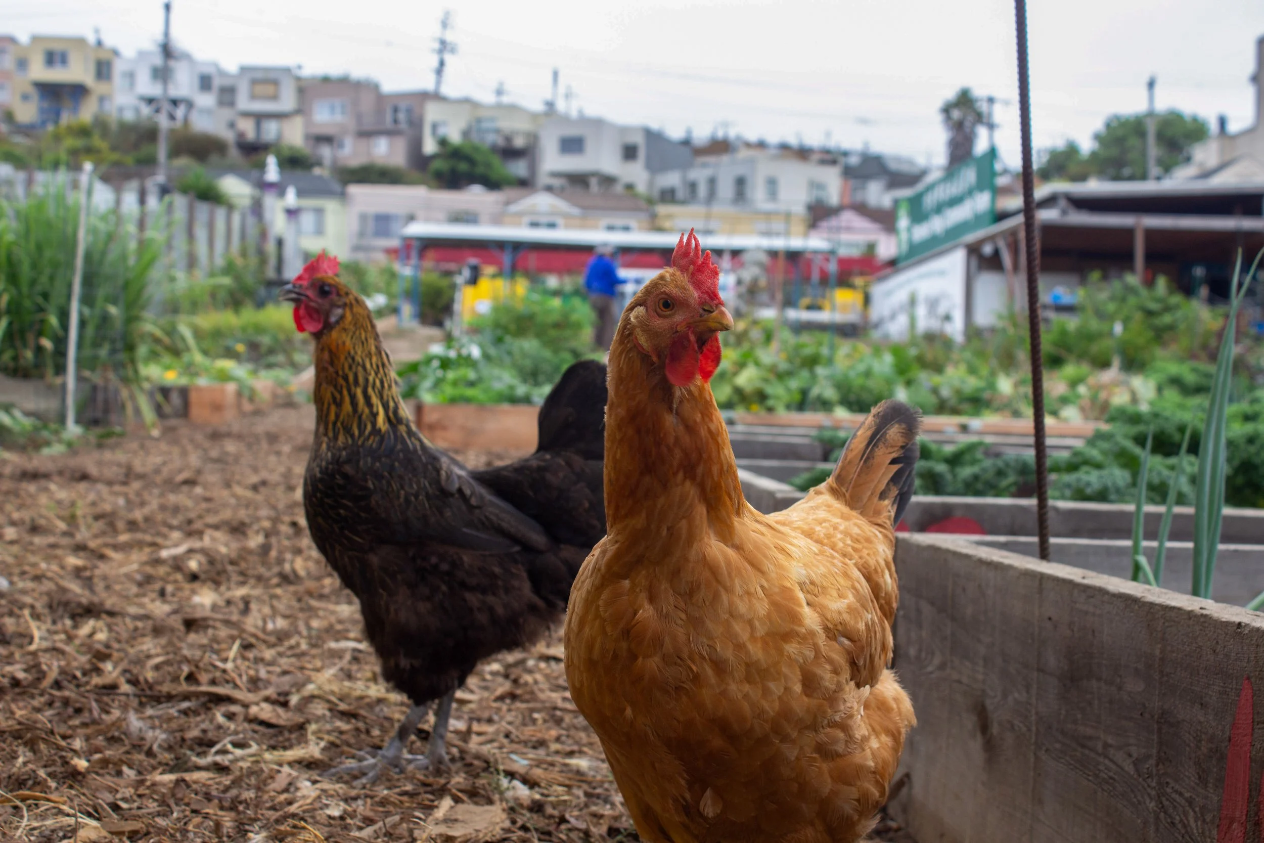 Cultivating Community