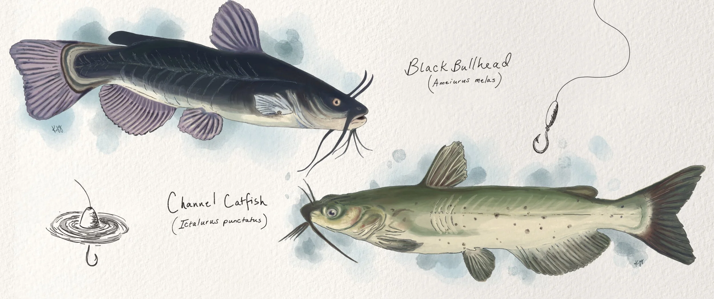 For Earthward's "Will California's Latest Fish Stocking Repeat a 160-year Sierra Mystery?" September 2026