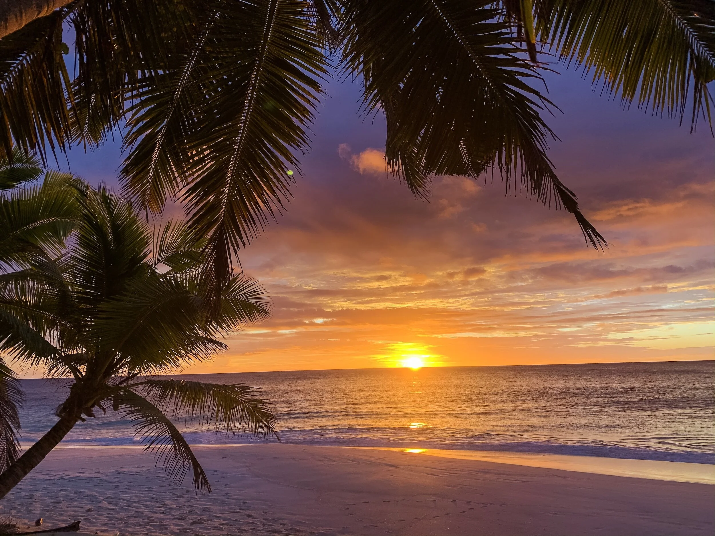 Beach sunset with palm trees and ocean waves.