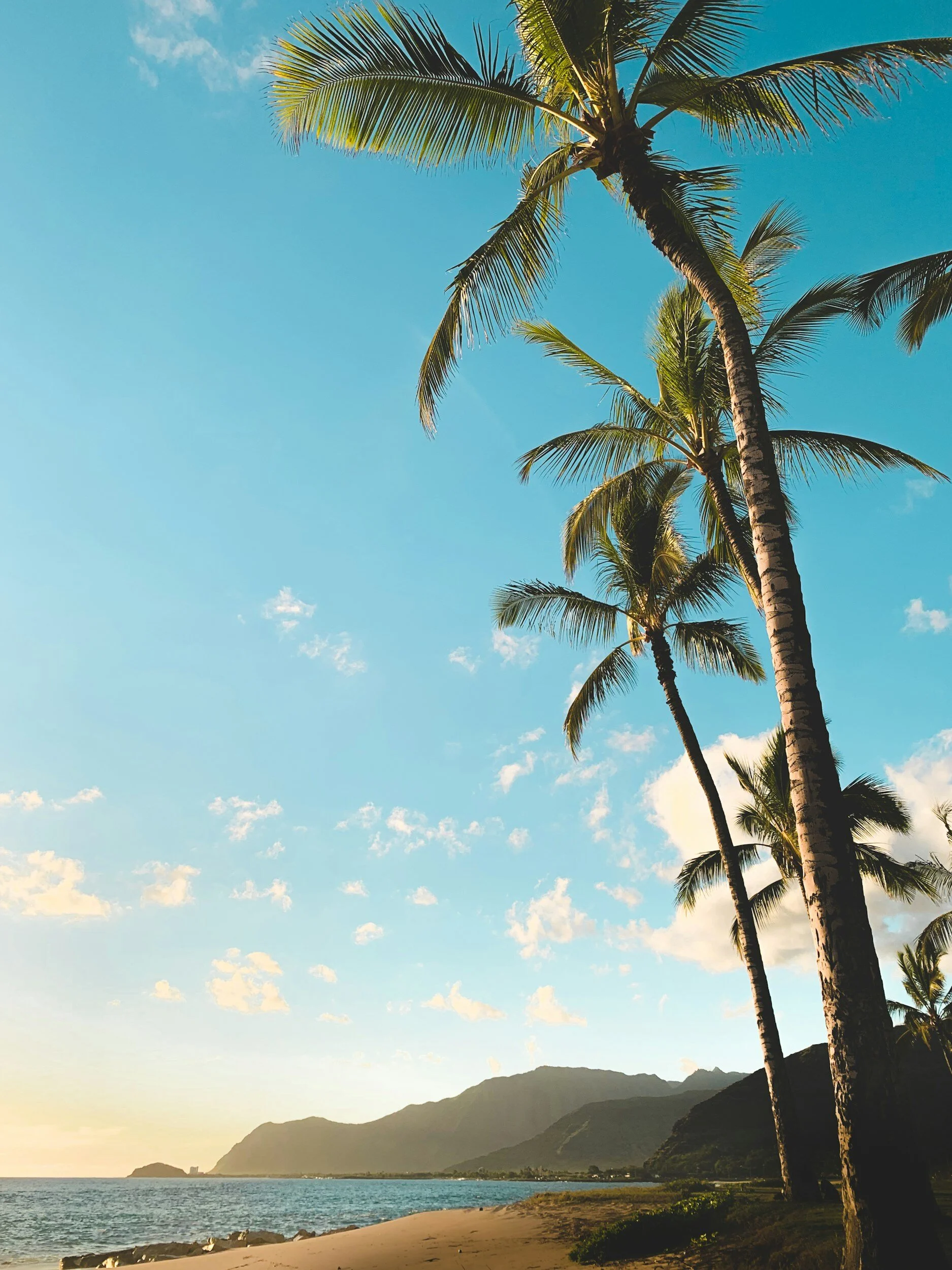 Tropical beach scene with palm trees, sandy shore, blue sky, and distant mountains.