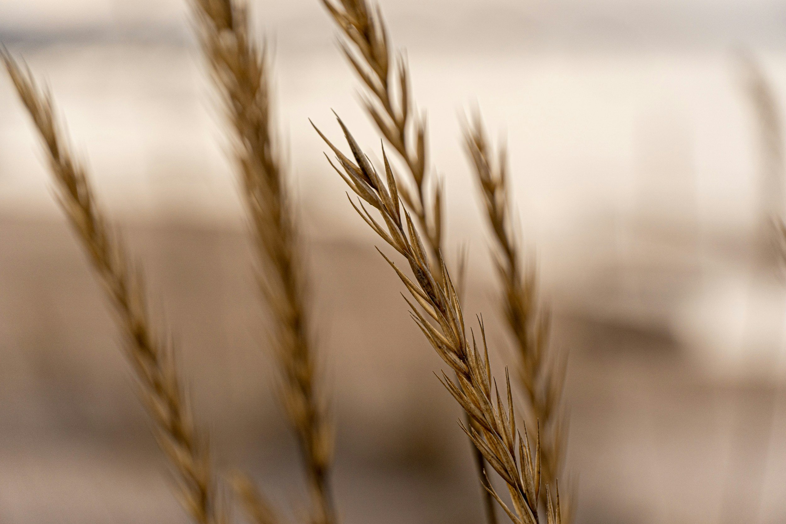 Close-up of dried plant stems with thin, pointed leaves, blurred background.
