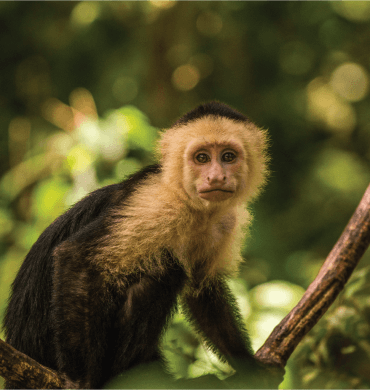 capuchin.png