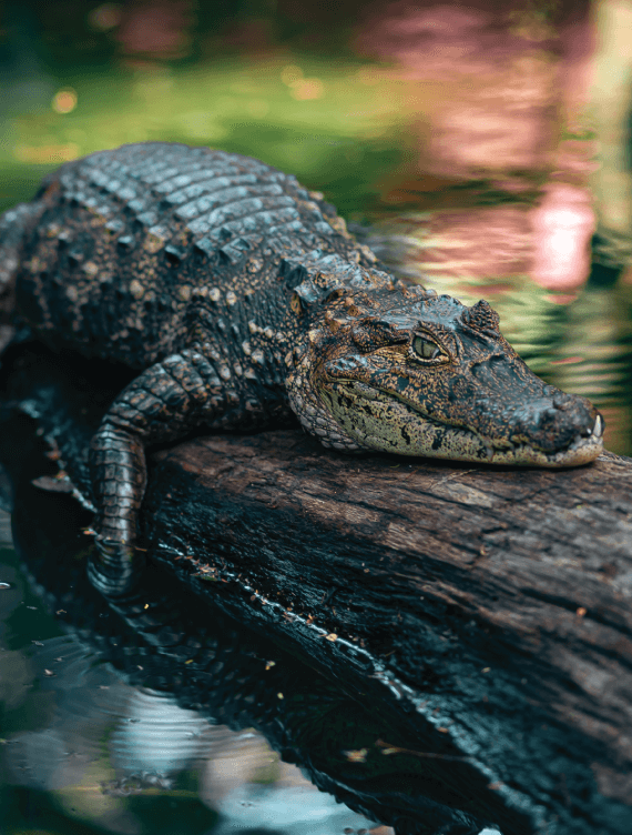 caiman.png