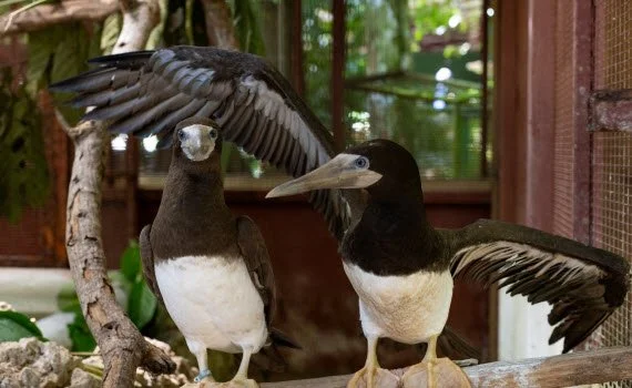 Birds-02.jpg