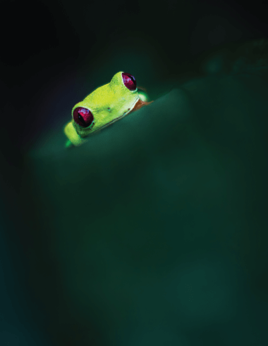 frog.png