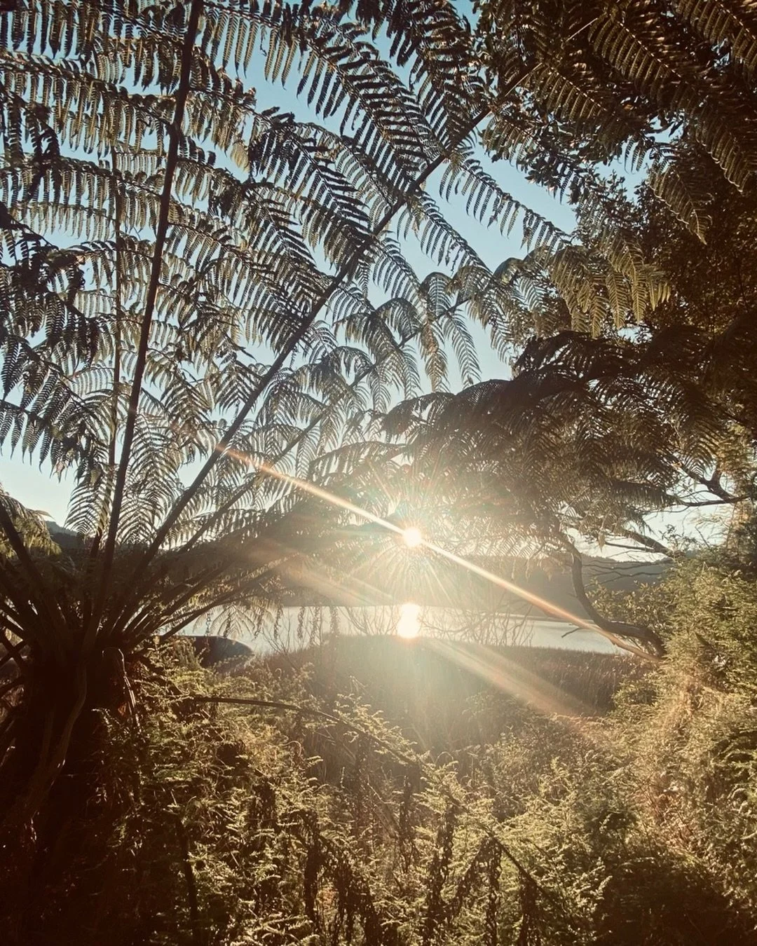 Ngā mihi nui Papatūānuku | Forever and always you have my heart and soul.

I stopped up the road yesterday on my way home. It&rsquo;s a place I&rsquo;ve stopped it many times before over the years we&rsquo;ve lived by the Waitākere Ranges but the ene