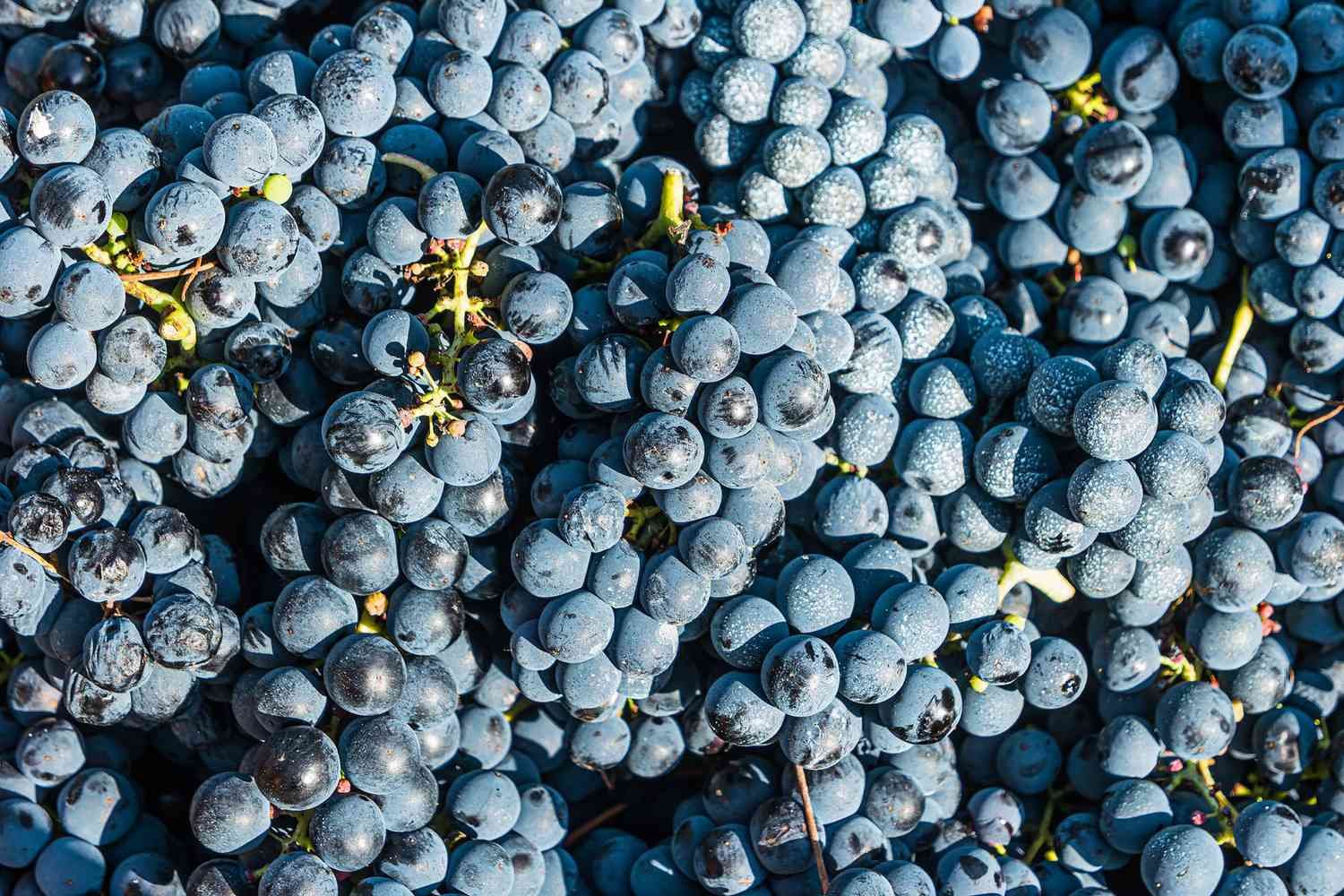 So You Think You Know….. Syrah/Shiraz!