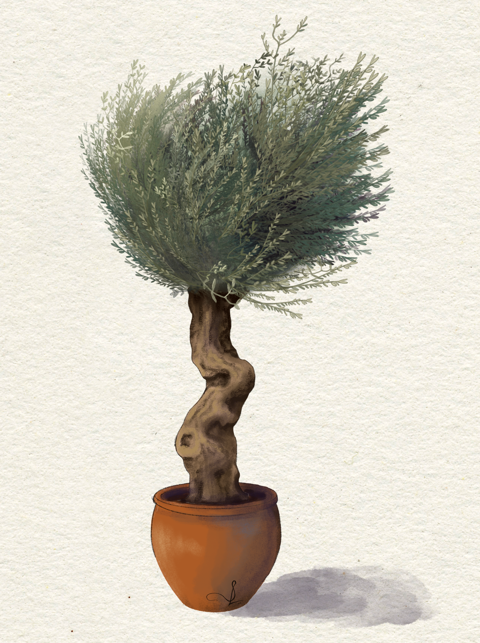 Olive tree slc.png
