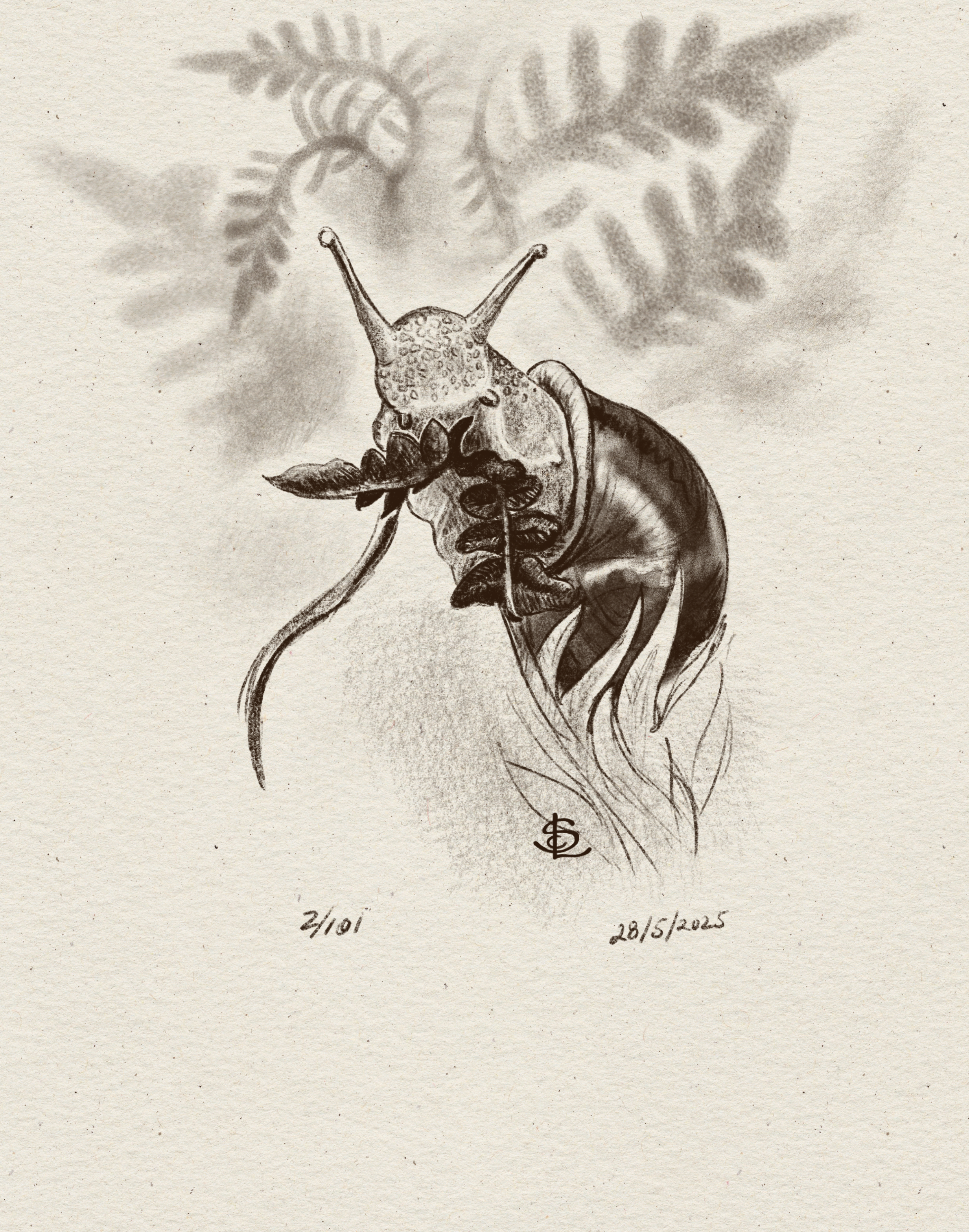 Wild snail eating in Ireland - digital sketch (2025)