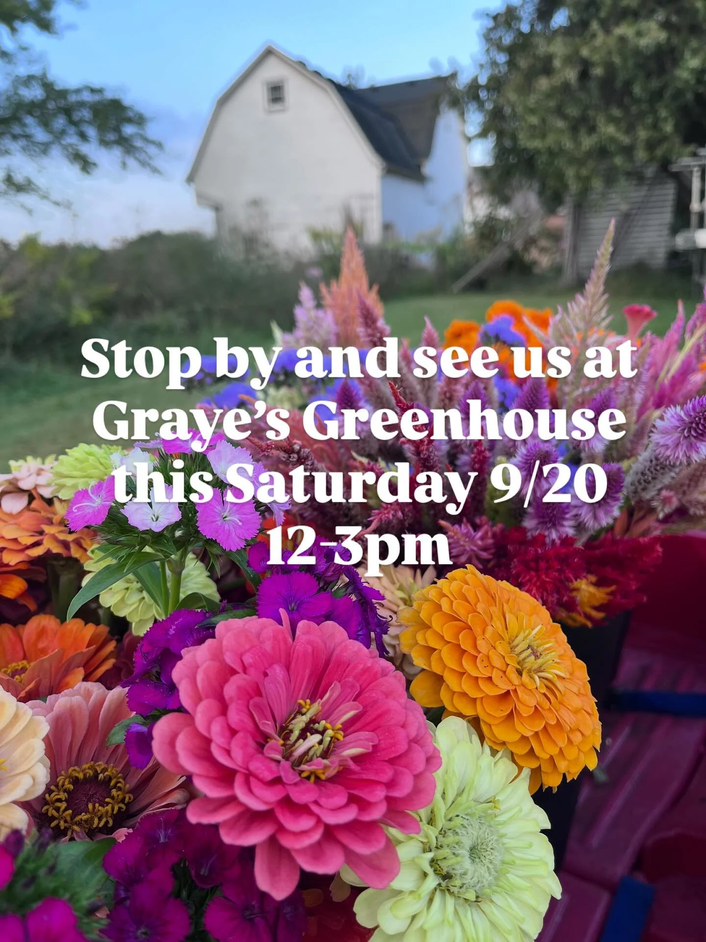 We&rdquo;ll have bouquets at Graye&rsquo;s Greenhouse on Saturday 9/20 from 12-3p. Stop by to grab a bouquet, some plants, pumpkins &amp; check out the renovations that are going on at the greenhouse. 
@grayesgreenhouse 
@michiganense_natives 

📍882
