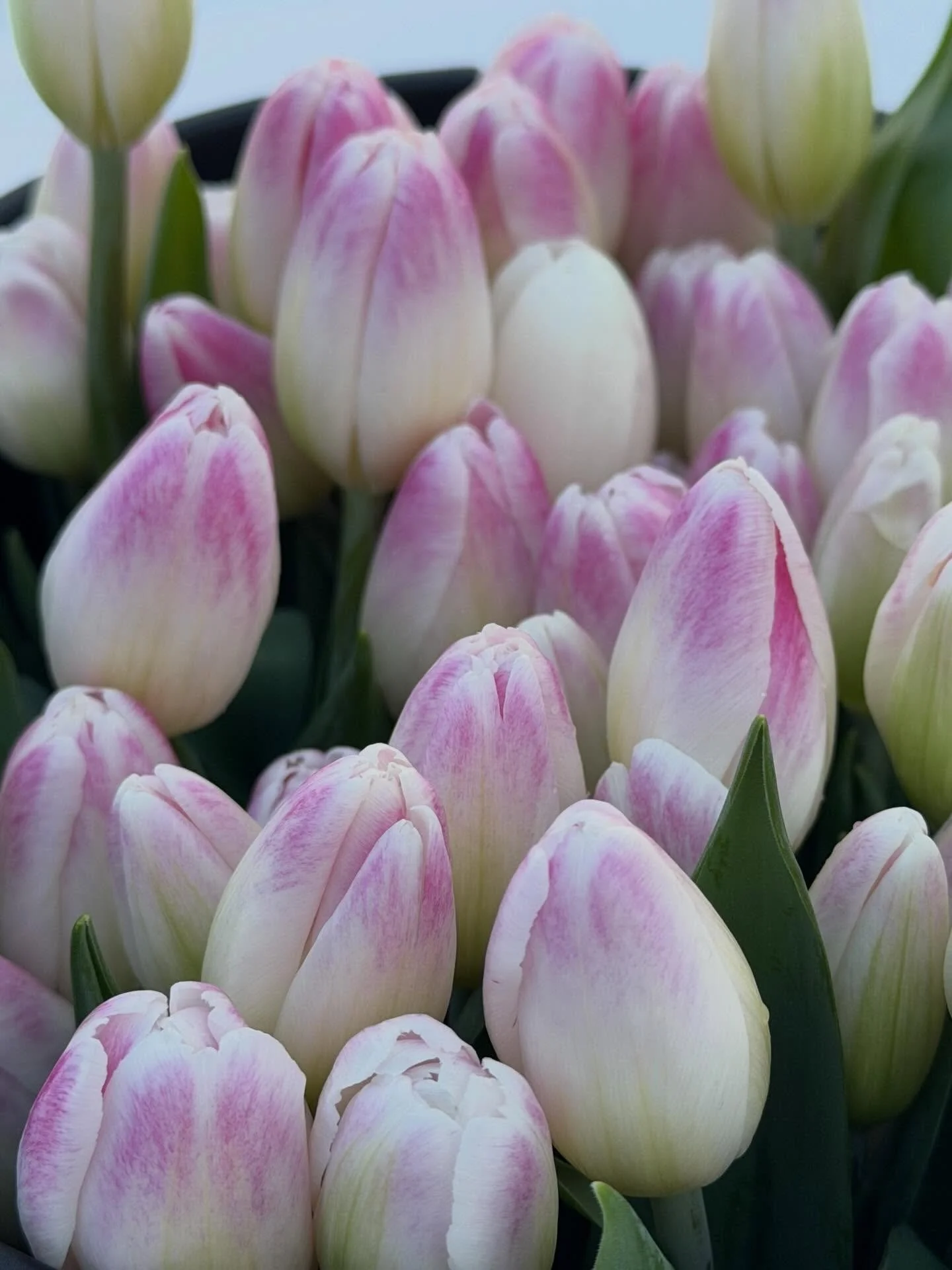 My hydroponic tulip experiment has been a success, and they&rsquo;re blooming just in time for Valentine&rsquo;s Day! ❤️

Bunches will be for sale this Friday, February 13 &amp; Saturday, February 14 at Graye&rsquo;s Greenhouse in Plymouth (8820 N. L