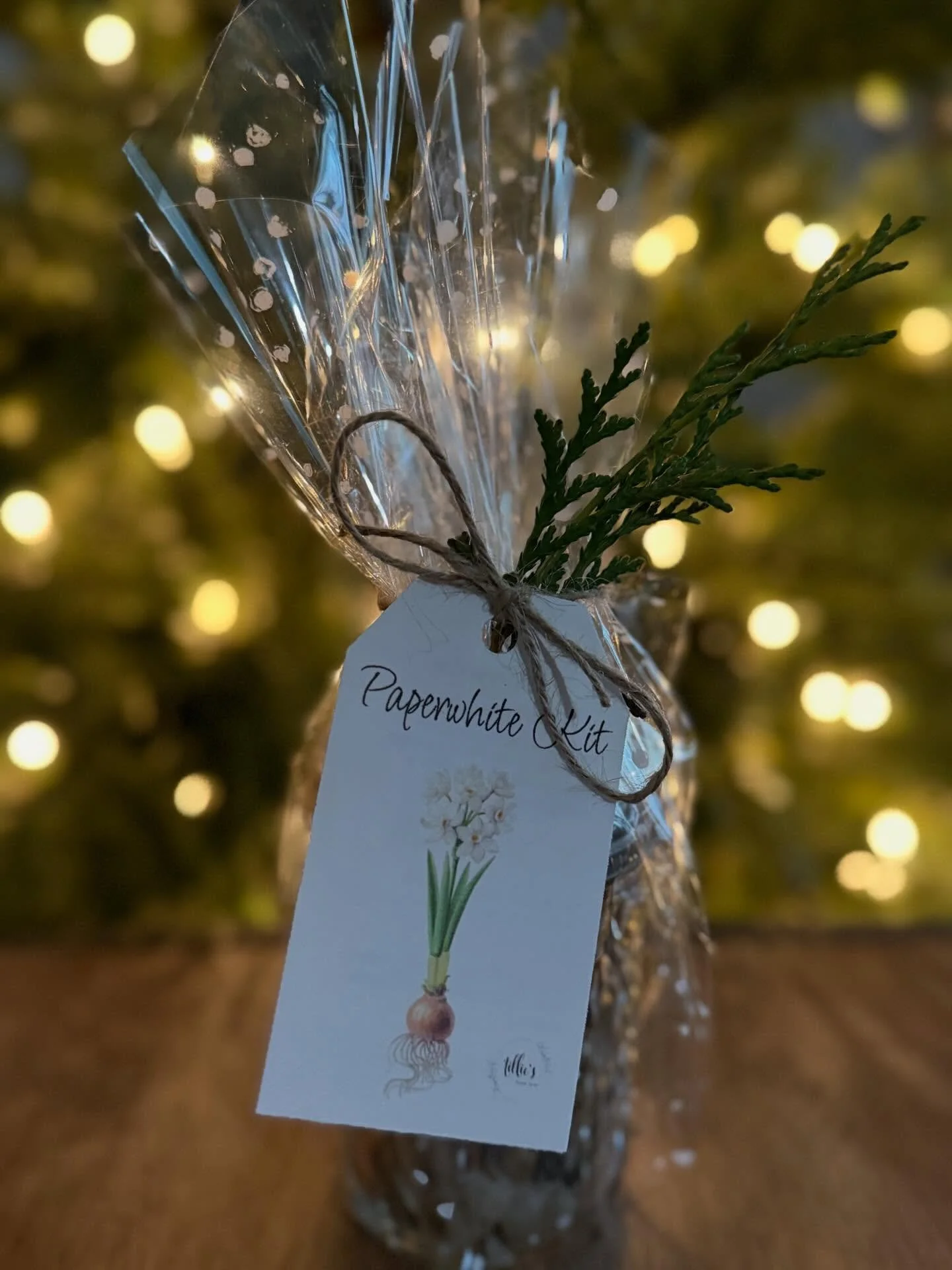 Looking for a gift for a friend or a stocking stuffer? We have these cute, paperwhite kits available at @ovgplymouth. While you&rsquo;re there grab a sandwich, pizza or ice cream (I know it&rsquo;s cold but they have Guernsey soft serve!). 
.
.
.
#ti