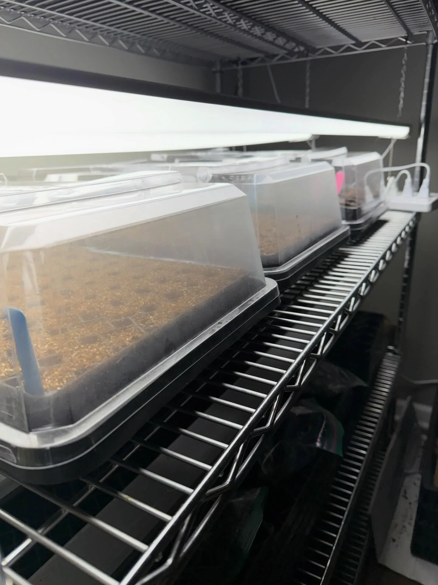 Lights on! Starting the first seeds of the season. 🌸
.
.
.
#tilliesflowerfarm 
#localflowers 
#seedstarting 
#plymouthmi 
#cantonmi