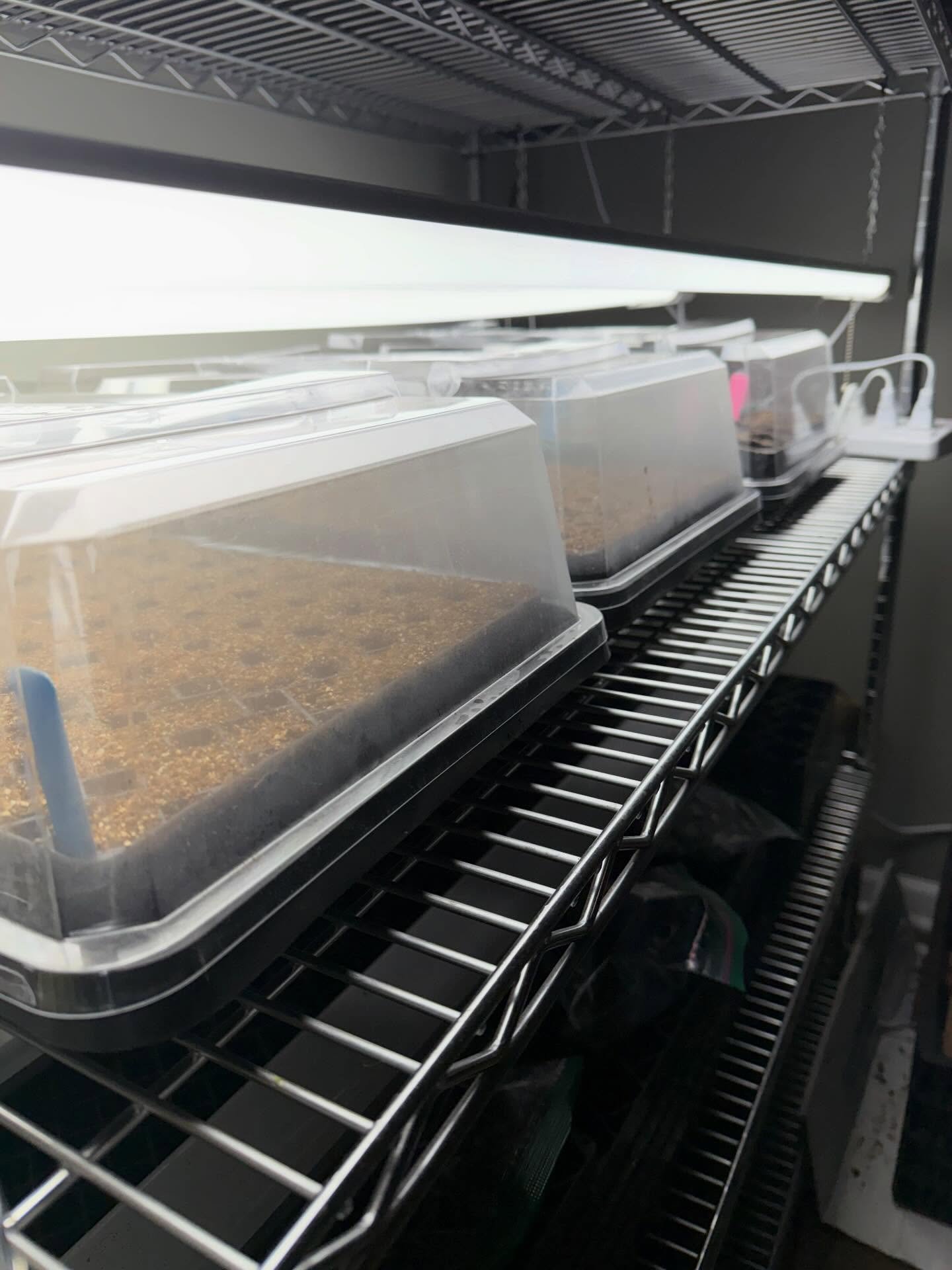 Lights on! Starting the first seeds of the season. 🌸
.
.
.
#tilliesflowerfarm 
#localflowers 
#seedstarting 
#plymouthmi 
#cantonmi