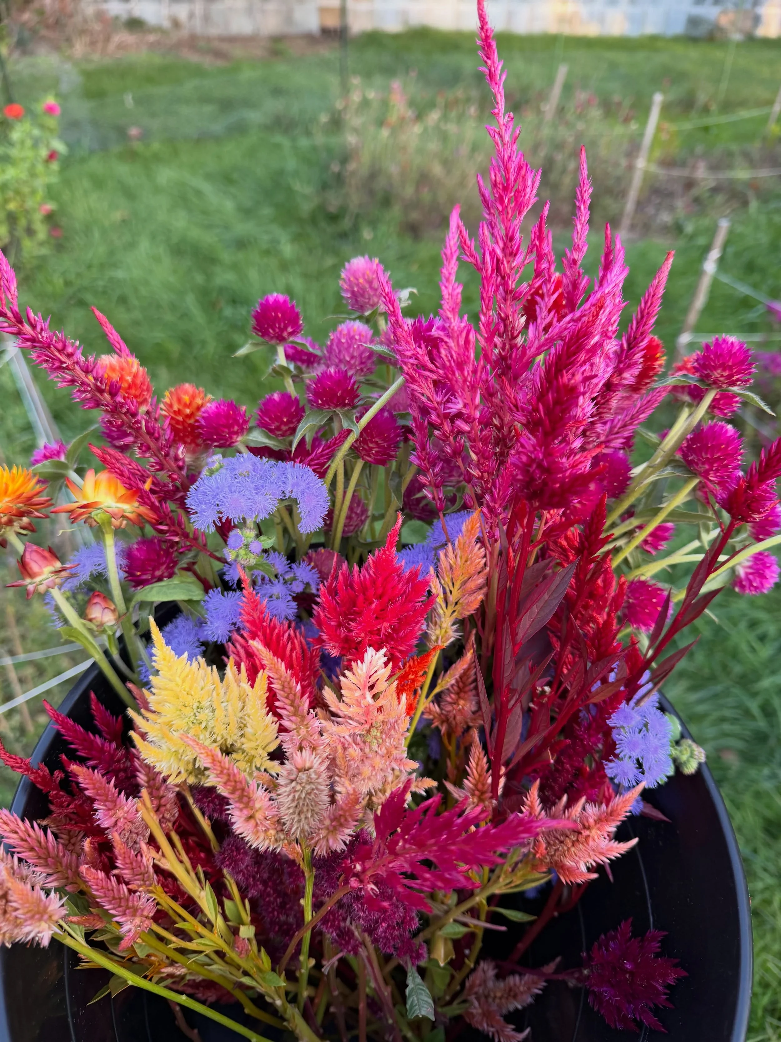 Getting flowers ready for the dried flower pumpkin workshops this weekend and the colors! 😍

We have 6 spots left for our 11 AM Oct 18 workshop @grayesgreenhouse (the 1 PM is sold out). We&rsquo;ll have everything you need to create your one-of-a-ki
