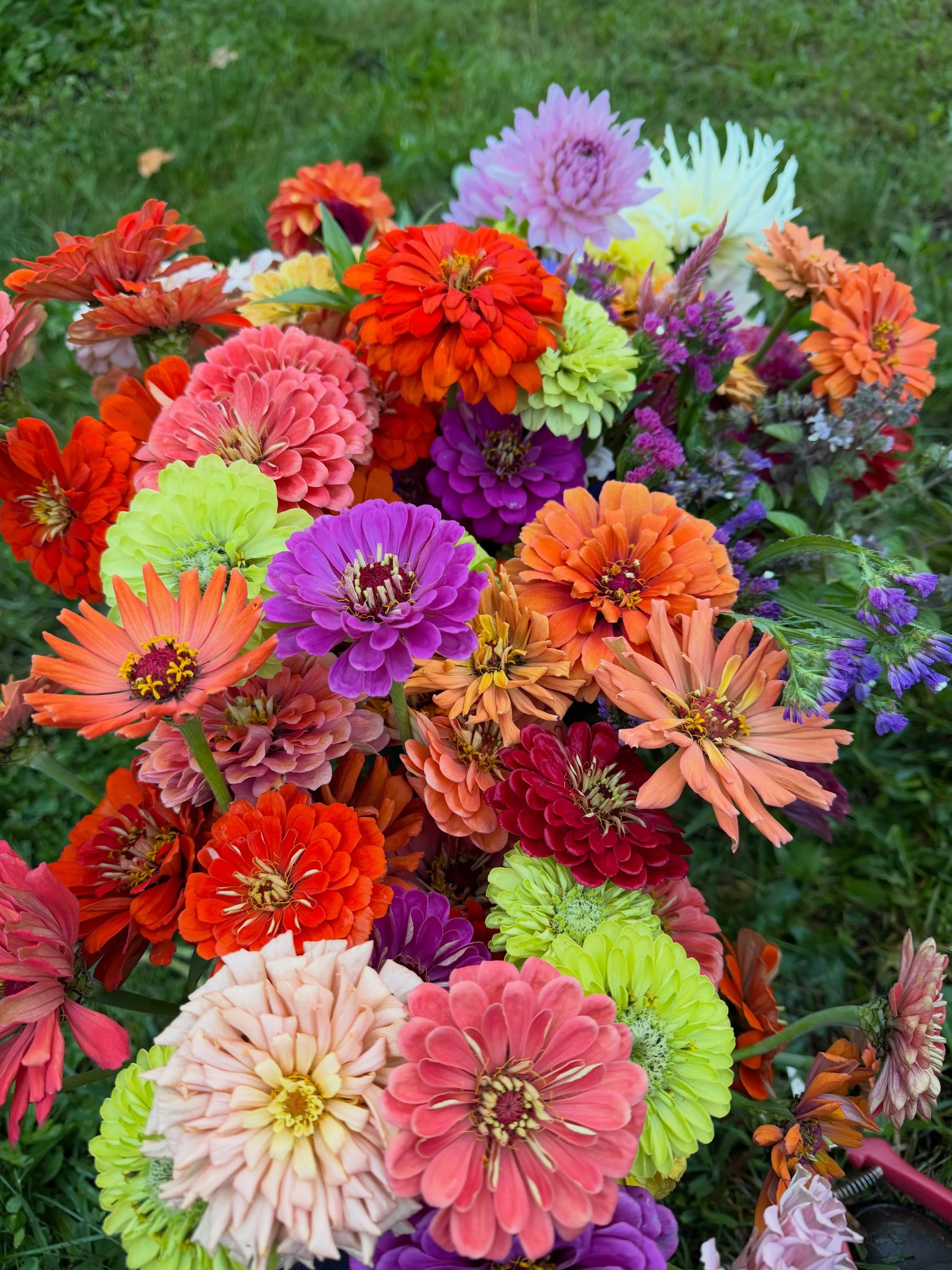 I was able to do one last harvest before the frost hit my flowers last Saturday night. It&rsquo;s crazy how one day they can look like this and the next day the leaves are black and the tips of the flower petals are brown. 

Looking forward to next s