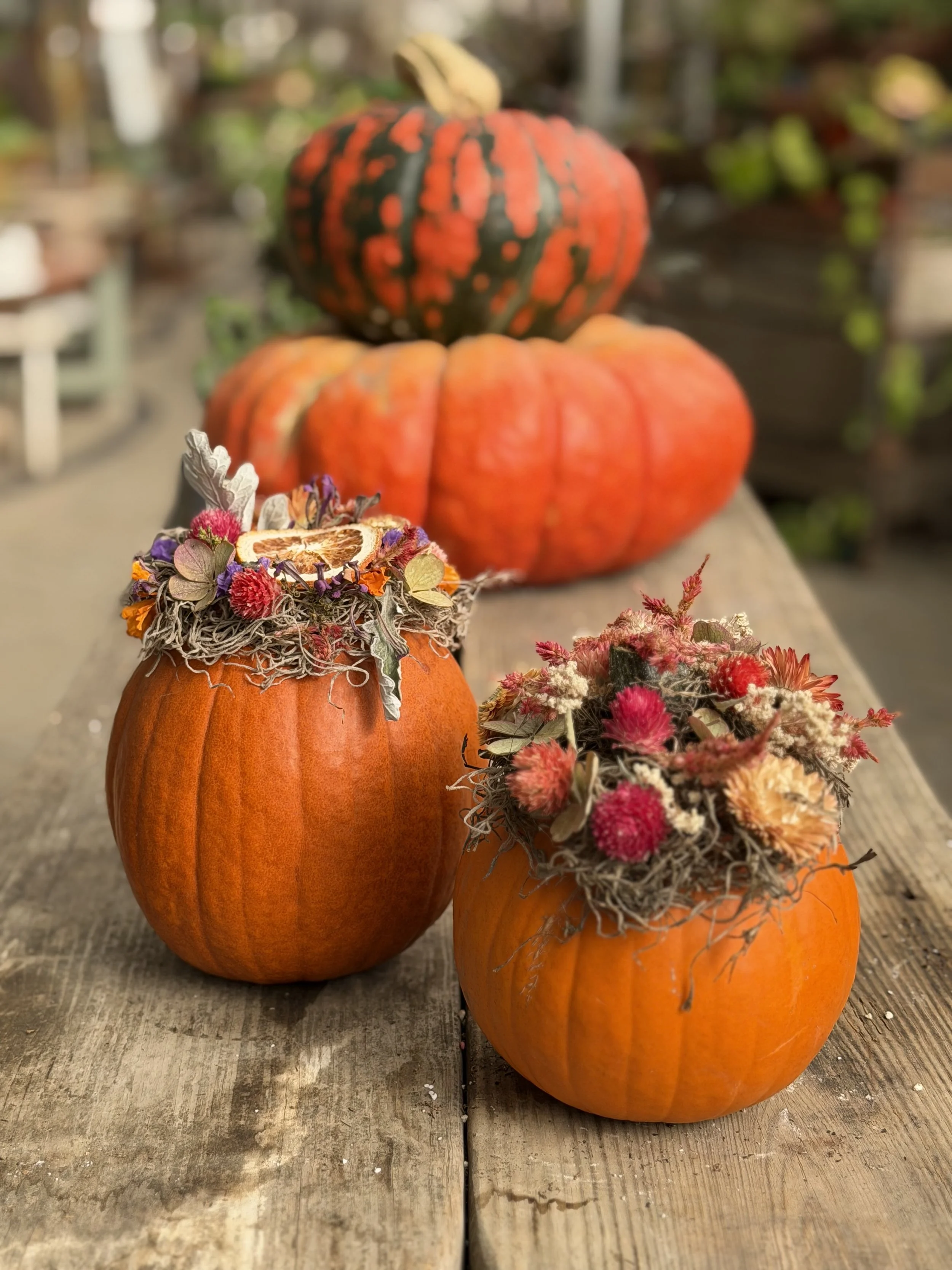 October 18: Dried Flower Pumpkin Workshop at Graye's Greenhouse