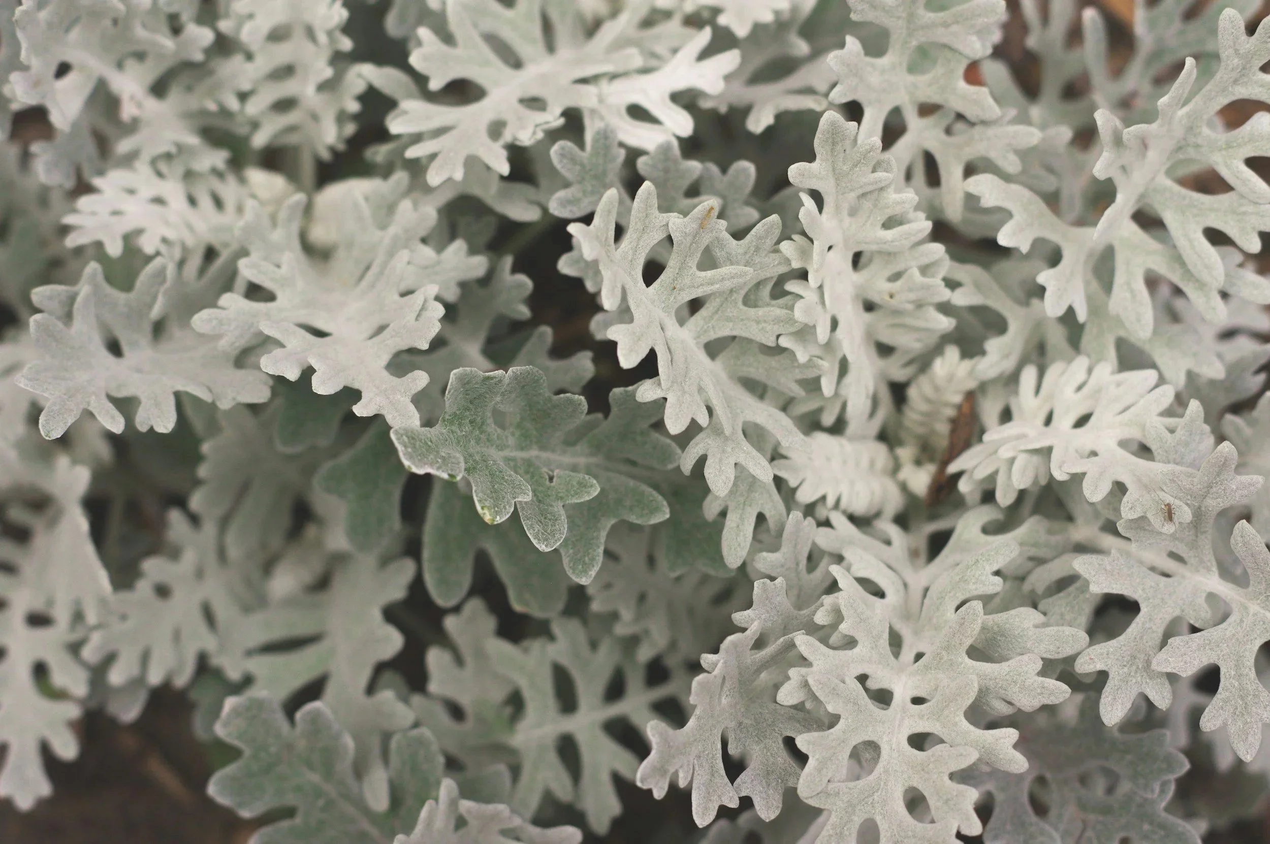 Dusty Miller