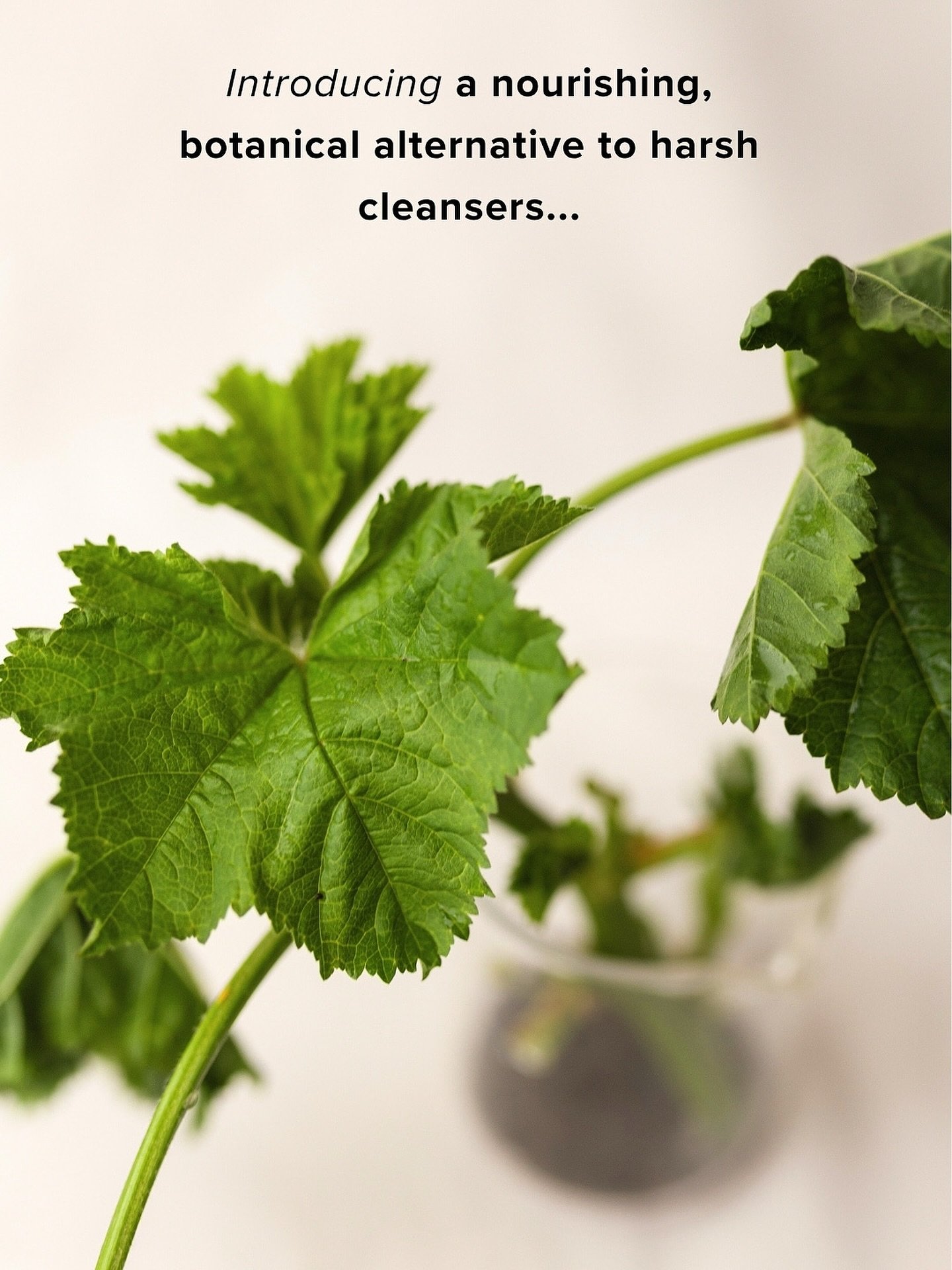 Online + in-store] 🍯💐Meet [New] Honey + Bloom Cleansing Milk&hellip;

Infused with tincture blend 8 and Adelaide hills honey&hellip;it is the most nourishing botanical creamy cleanser we&rsquo;ve ever made&hellip;

📷: Marshmallow plant from our fa