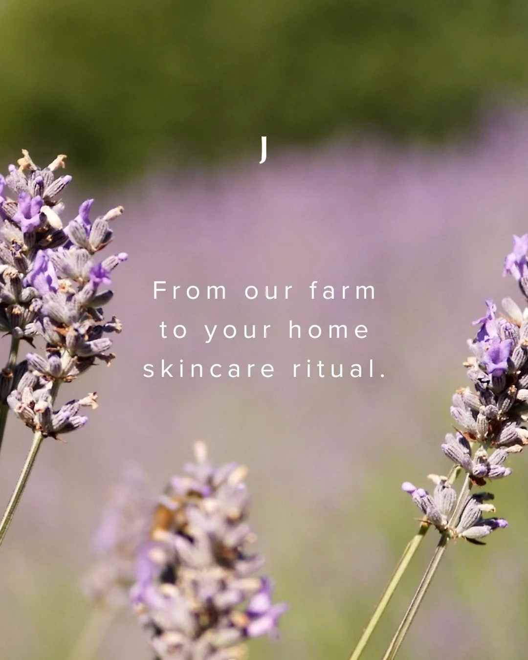 From our farm to your home skincare ritual.

Our botanicals are grown organically and biodynamically in the pristine Adelaide Hills, then handmade into nutrient rich extracts for your skin.

When nature is embraced, the skin responds.

Receive a comp
