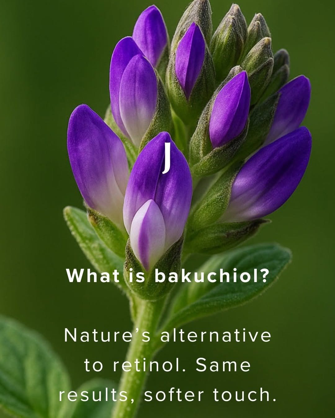Your retinol moment, with nature. 

Janesce Nocturn Serum leads with bakuchiol, a powerful plant-derived alternative that delivers the skin-renewing benefits of vitamin A,  supporting healthy collagen, refining texture, without the redness, peeling o