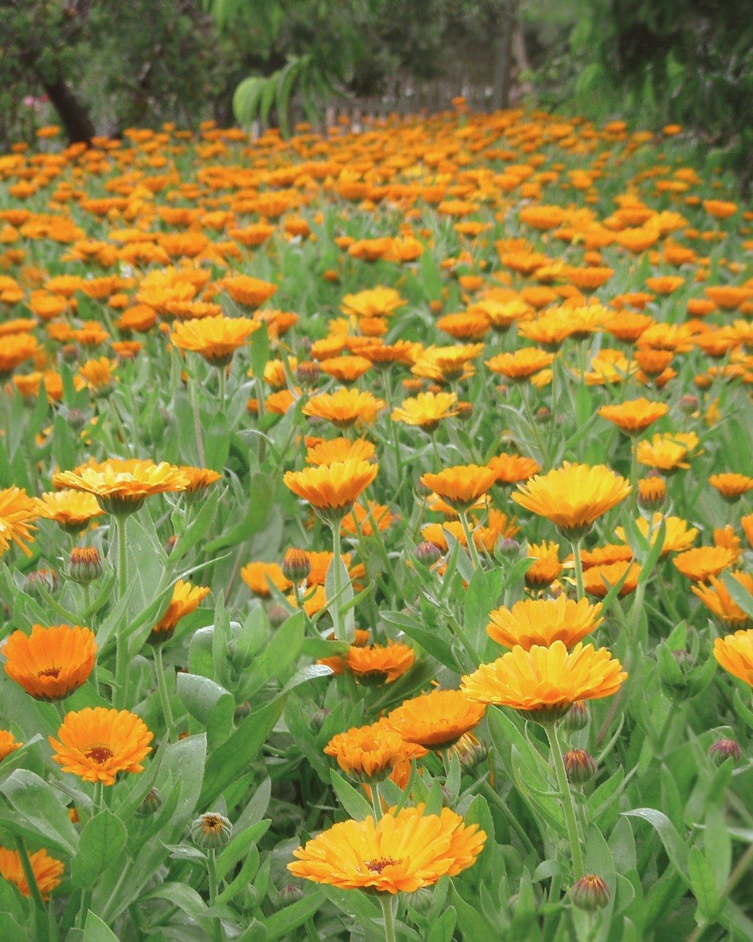 Is your skin oily, congested or prone to breakouts? This one is for you.

Oily skin does not need to be stripped, it needs to be balanced, clarified and gently cared for.

Join us at our Bloom Beauty event and experience the Calendula + Almond Facial