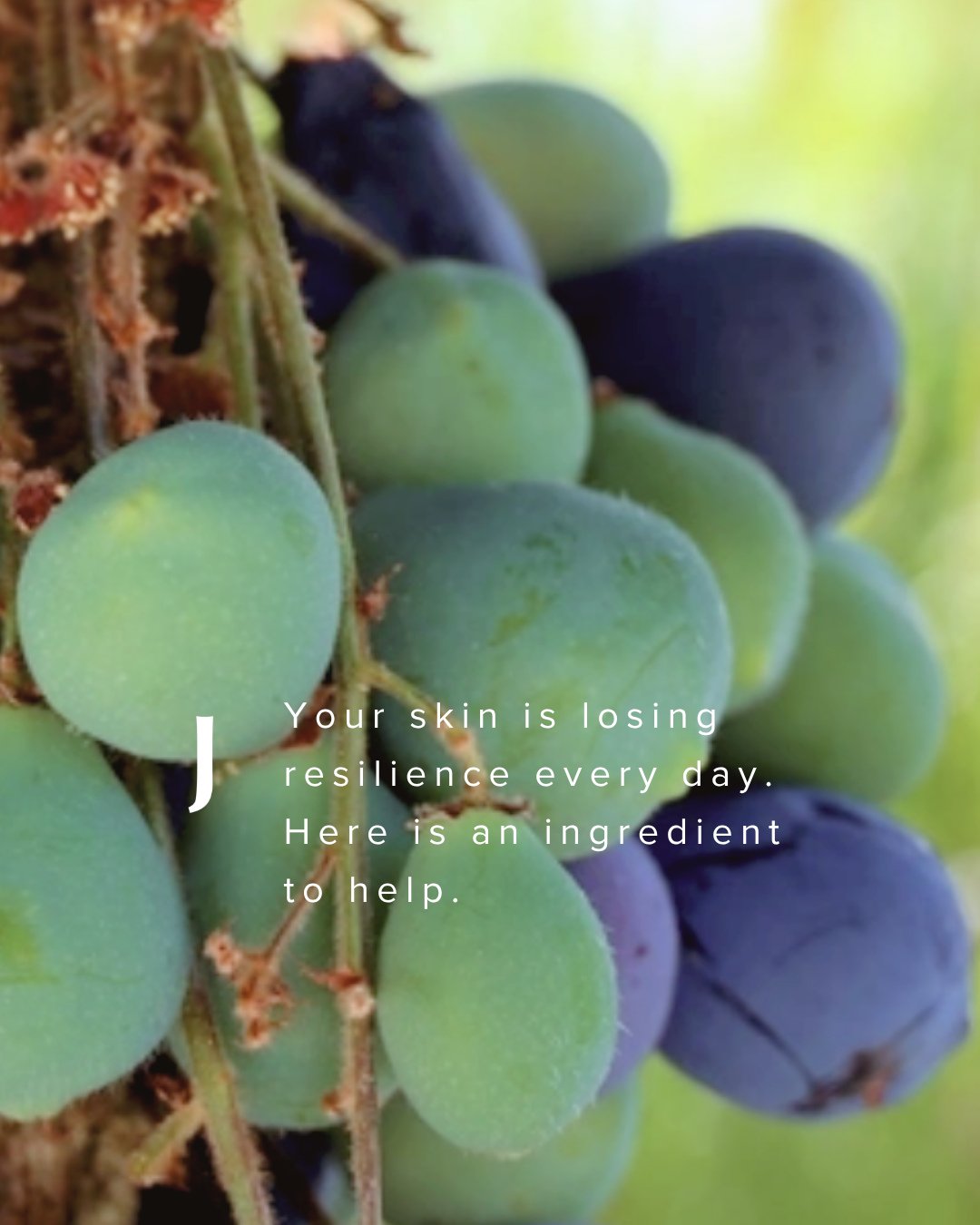 Your skin is losing resilience every day.⁠
Here is an ingredient to help.⁠
⁠
Davidson Plum rich in natural plant pigments, known to help reduce the appearance of fine lines, pigmentation and redness, while supporting skin hydration and resilience.⁠
⁠