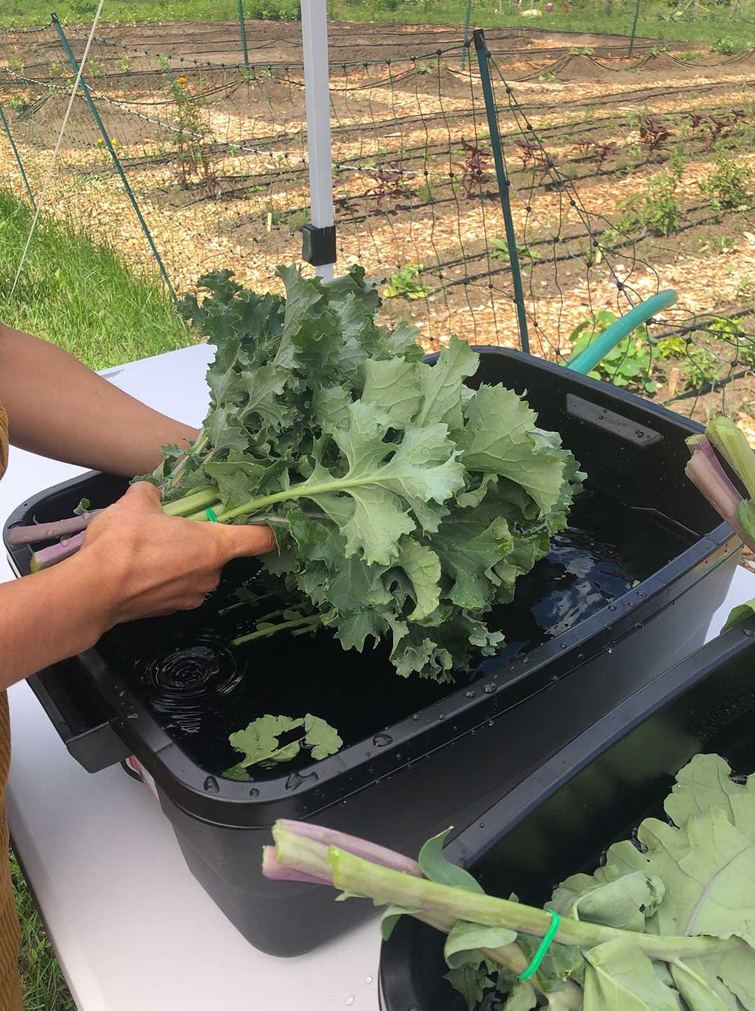 SUSU-Portrait-collards.jpg