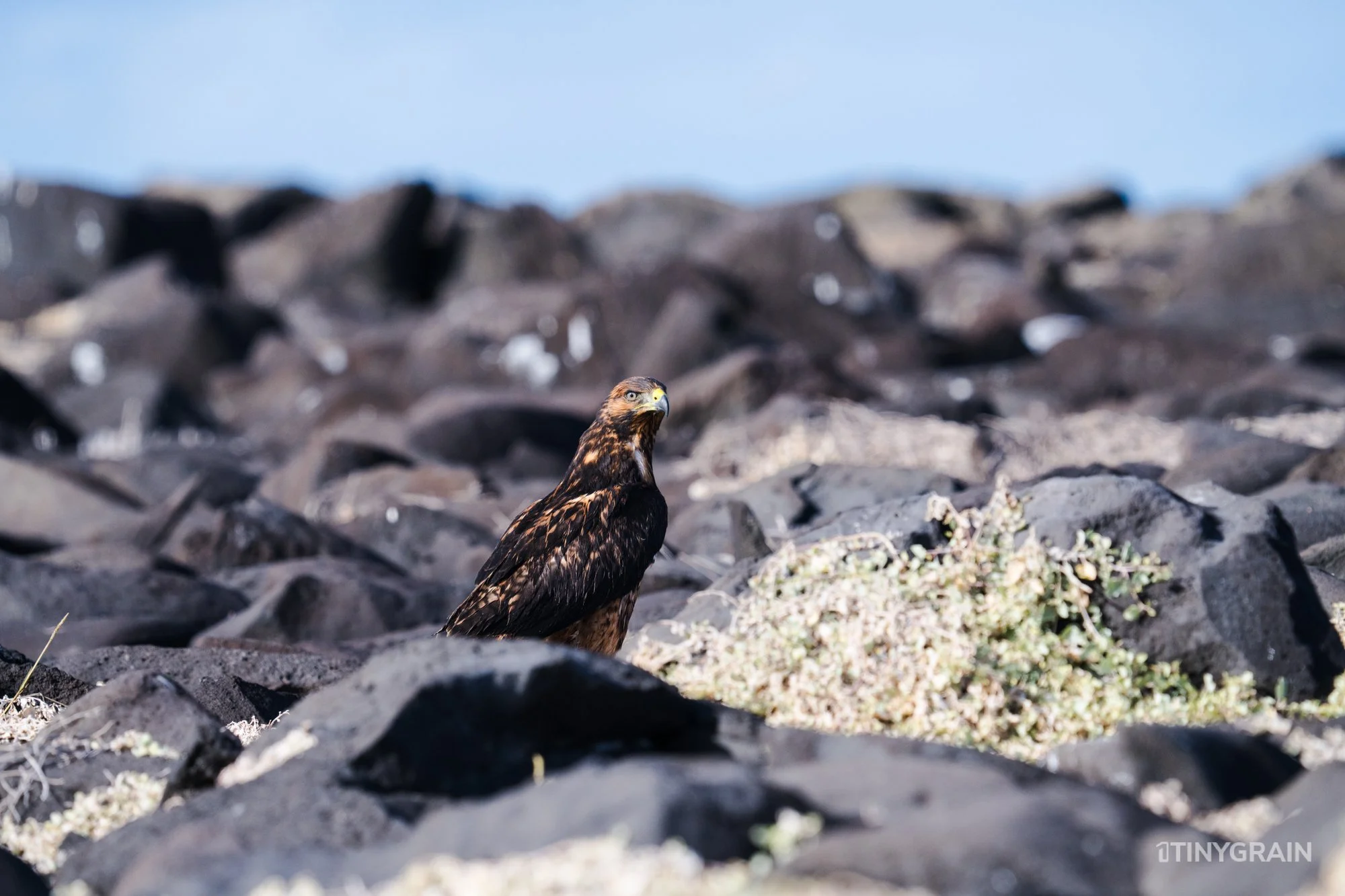 20230807-Galapagos-10-IslaEspanola-SuarezPoint-A7501733-galapagos-islands-ecuador-wildlife-marine-conservation-species-darwin.jpg