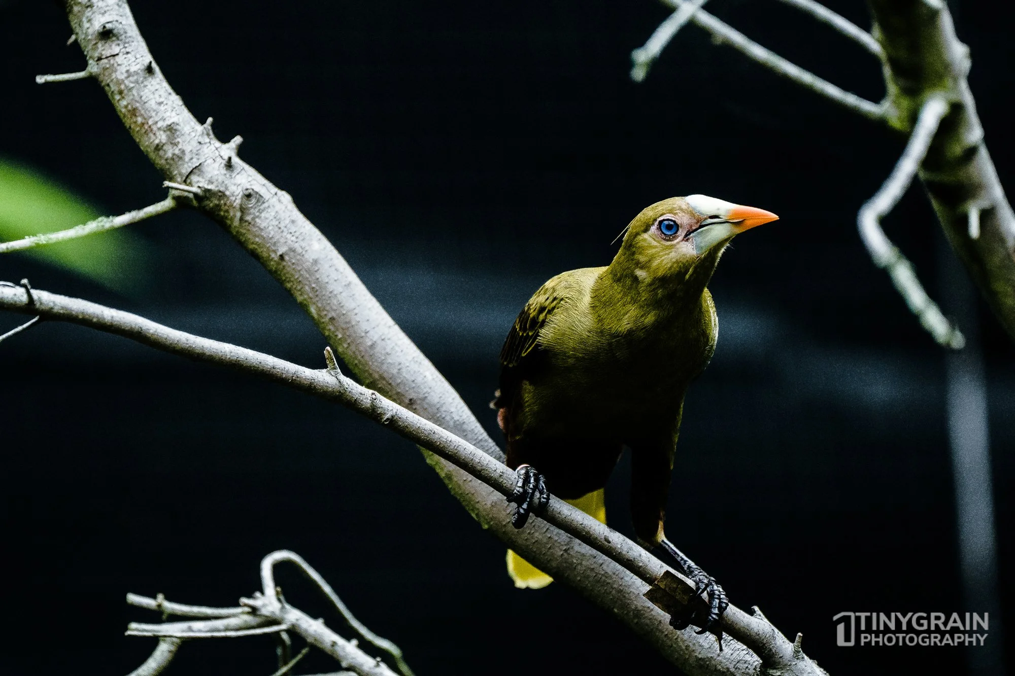 2023-04-HoustonZoo-A7401272-green-oropendola-wildlife-conservation.jpg