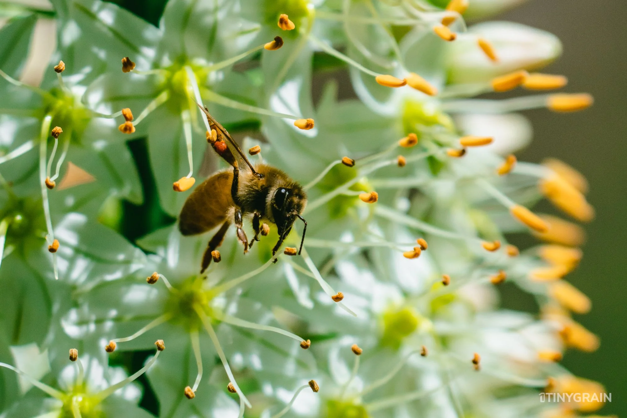A7504079-Colorado-Denver-BotanicalGardens-Bee.jpg