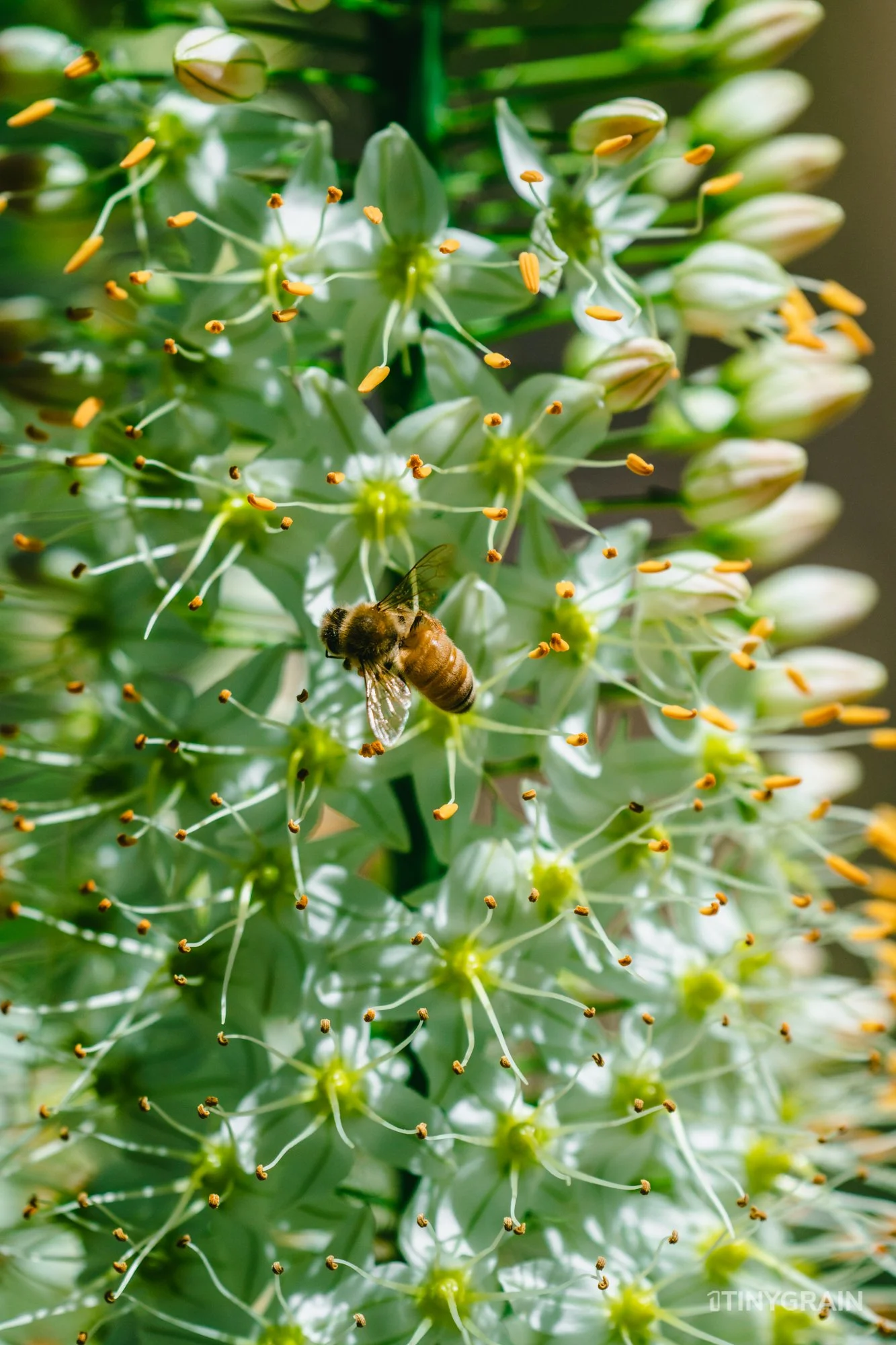 A7504065-Colorado-Denver-BotanicalGardens-Bee.jpg