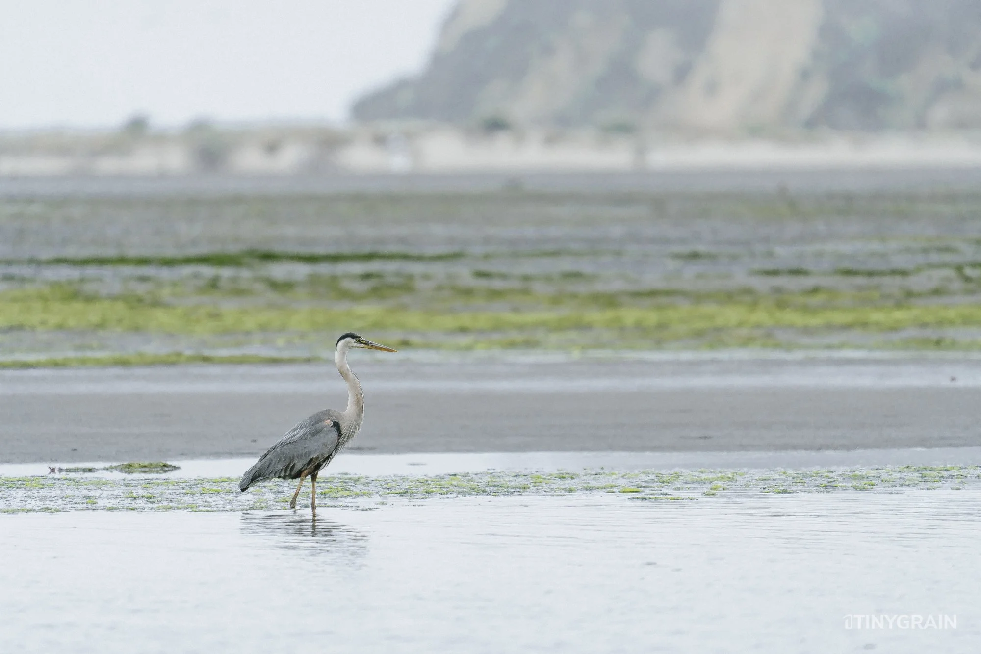 20230715-StinsonBeach-BolinasLagoon-LowTide-A7500493-wildlife-conservation-heron-egret-pelican.jpg