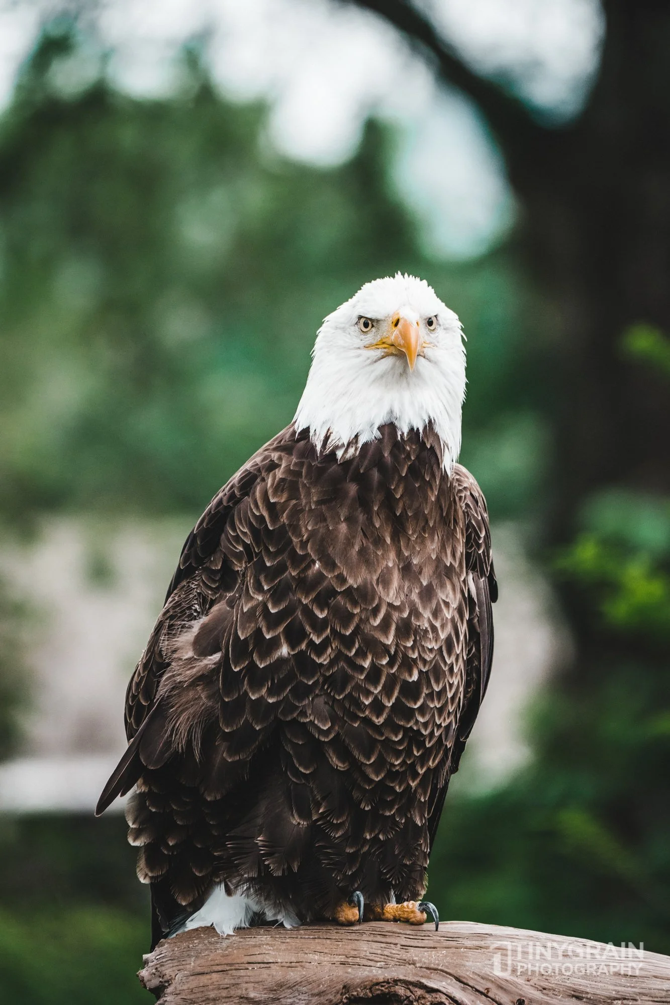 2023-04-HoustonZoo-A7401105-bald-eagle-wildlife-conservation.jpg